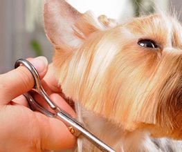 Beaute Canine image 3
