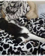 BBBilstein.ch Bild 3