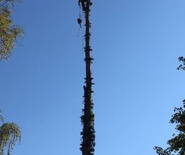 Demergo Baumpflege Bild 1