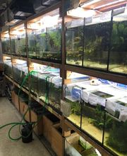 Dies ist die Aquarienwand.