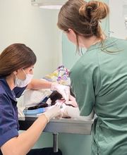 Medivet Tierarztpraxis Bild 1
