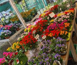 Ingo Salzmann Blumen und Mehr Bild 6
