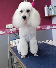 Aux Toutous Choyés image 4