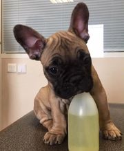 CLINIQUE VETERINAIRE DE LA VALLEE image 13