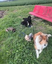 Focus Dogs Hundeschule KlG Bild 5