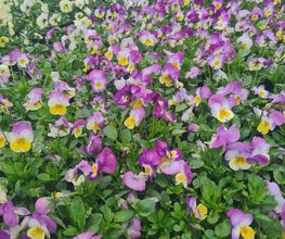 LE JARDIN EN FLEURS image 2