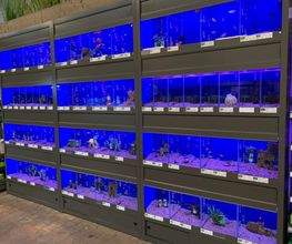 Intratuin Weert Aquarium