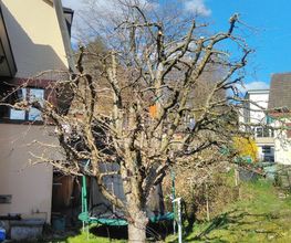 DZ Hauswartung und Gartenunterhalt Bild 8