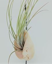 DecoArt Vinya i Mar imagen 9