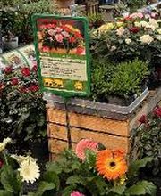 HORNBACH Gartencenter Berlin-Weissensee Bild 4