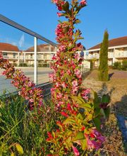 Résidence les Alcyons - flore 
(c) malae conseisl