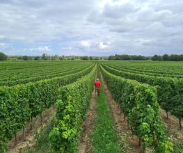 Vignobles Gabard image 13