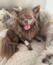 Clinique Vétérinaire Animalis image 1