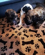 Elevage Des Jours Étoilés image 9