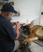 Dierenarts Meemortel De