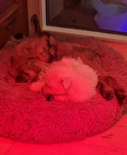 Les Pti Lou de La Colline image 2