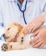 Mahgoun Samia image 2