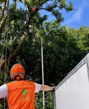 Baumdienst Behan Bild 10