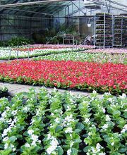 Blumen Barrey Bild 6