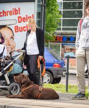 Hundeschule Mosig Bild 8