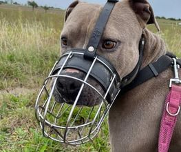 Hundeschule Thea Grothe Bild 11