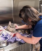 Cainhoy Veterinary Hospital image 10