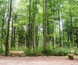 Eine schöne Weg-Kreuzung im FriedWald Waldenburg.