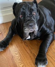 Independence Veterinary Clinic image 3