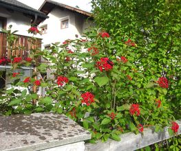 Albula Gartenbau GmbH – 30 Jahre Bild 1