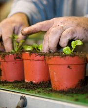 Schwab Fleurs SA Bild 10