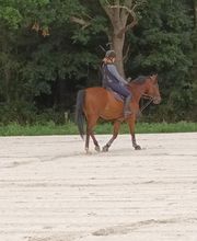 Haras De l'Epine Noire image 3