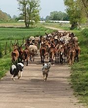 Millet Julia image 3