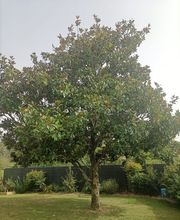 Baum élagage image 7