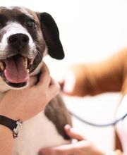 TotalBond Veterinary Hospital at Bethel image 12