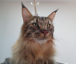 Cani Salon image 8