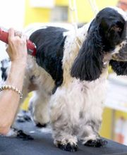 BEBE-CHIOTS image 1