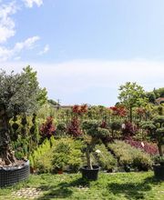 Gallery Professionale