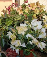 Prévet Paysages image 8