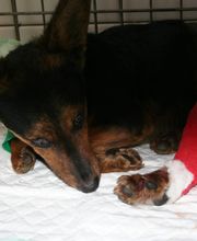 Clinique Vétérinaire De L' Astarac image 5