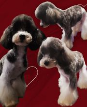 Elevage Des Jours Étoilés image 5