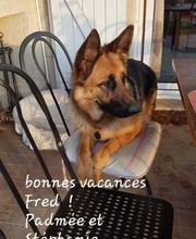 Educa'Dog image 7
