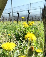 CANTINA IL CAVALIERE SA Bild 11