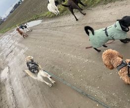 Doglife Bild 13