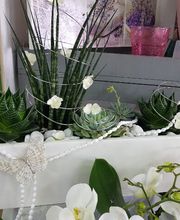 Gartencenter A-Z Velbert GmbH Bild 31