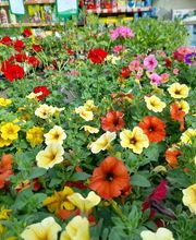 Villaverde Lecornu Jardinerie EURL image 2