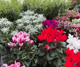 Blumen Petermann Bild 3