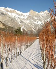 Weingut Jürg & Daniela Bild 8