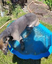 zert. Hundetrainer mit Fachrichtung Problemhundetherapie