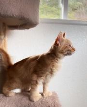 The Country Inn For Cats image 7