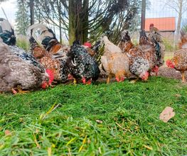 Jenny´s Kükenglück und Gartenzauber Bild 6